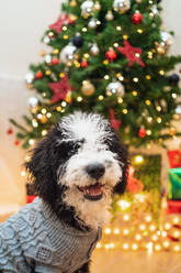 Adorable little dog in warm sweater sitting in cozy room with glowing Christmas tree - ADSF17665