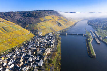 Deutschland, Rheinland-Pfalz, Zeltingen-Rachtig, Stadt und Weinberge an der Mosel im Herbst, Luftbild - AMF08733
