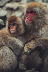 Ausgewachsene Japanmakaken und ihr Baby kuscheln zärtlich, während sie auf Steinen im Jigokudani Monkey Park in Yamanouchi sitzen und wegschauen - ADSF17741