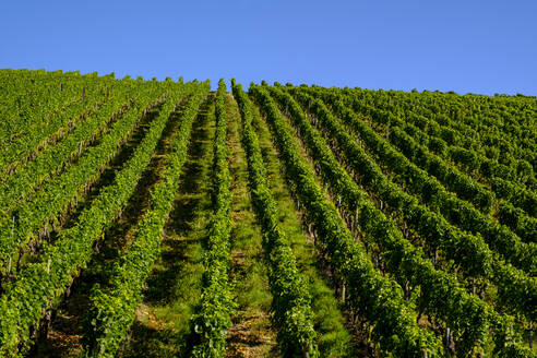 Reihen von Rebstöcken im Weinberg - LBF03276