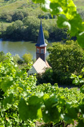 Von Weinbergen umgebene Kirche - LBF03277