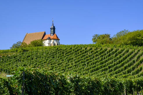 Weinberg mit Kirche an einem sonnigen Tag - LBF03283