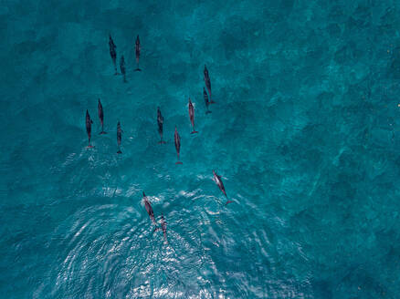 Delphine schwimmen im Meer, Luftaufnahme - KNTF05853