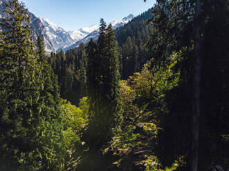 Green forested valley in Himalayas - JMPF00687