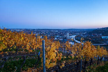 Vineyard and town at sunset - NDF01180