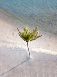 Single palm tree on tropical island, aerial view - KNTF05904