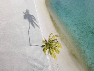 Single palm tree on tropical island, aerial view - KNTF05911