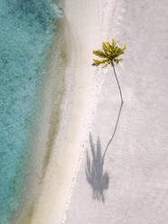 Einzelne Palme auf tropischer Insel, Luftaufnahme - KNTF05912