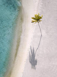 Single palm tree on tropical island, aerial view - KNTF05912