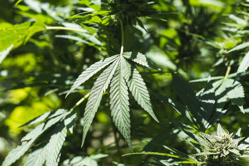Vollbild einer grünen Marihuana-Pflanze an einem sonnigen Tag - PNAF00222