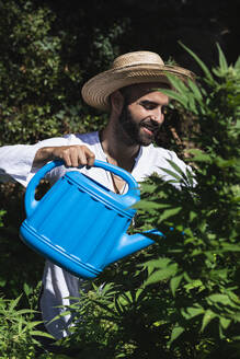 Smiling farmer watering hemp plants on sunny day - PNAF00224