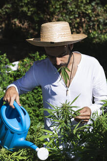 Farmer watering hemp plants on sunny day - PNAF00225