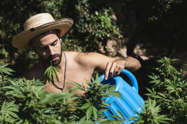 Shirtless farmer watering hemp plants on sunny day - PNAF00230