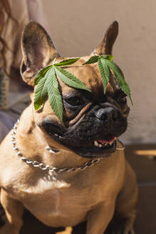 Glückliche Französische Bulldogge mit Hanfblättern auf dem Kopf - PNAF00232