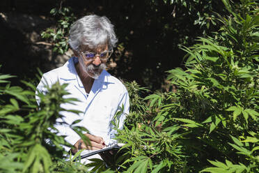 Mature scientist examining hemp plants while writing in notebook - PNAF00233