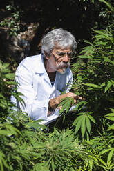 Ecologist examining marijuana plant in farm on sunny day - PNAF00234