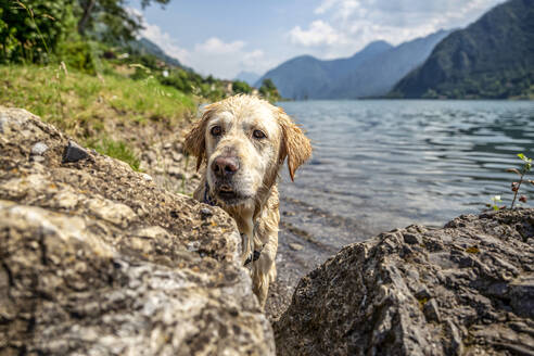 Golden Retriever at lakeshore on sunny day - MAMF01422