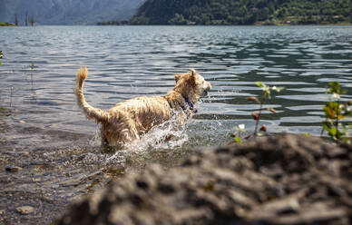 Golden Retriever spritzt im Wasser, während er am See Idro steht, an einem sonnigen Tag - MAMF01423