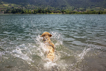 Golden retriever swimming in lake on sunny day - MAMF01425