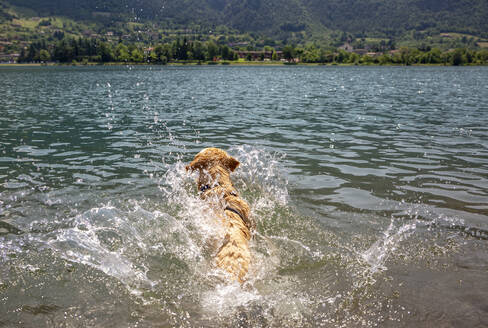 Golden retriever swimming in lake on sunny day - MAMF01425