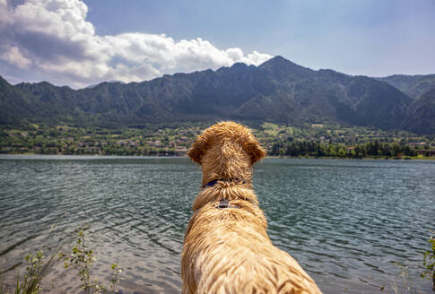 Golden retriever looking at view while standing in front of lake Idro on sunny day - MAMF01426