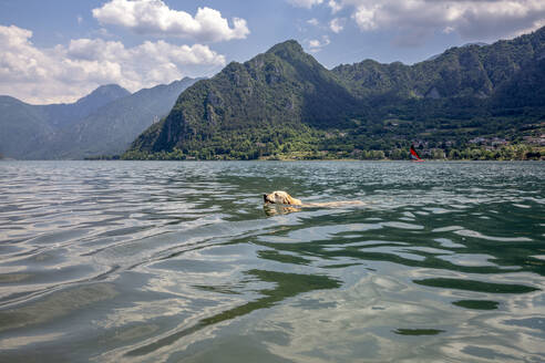 Golden retriever swimming in Lake Idro on sunny day - MAMF01428