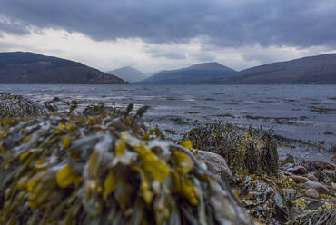 Loch Fyne with kelp covered rocks in foreground, Scotland - AJOF00667