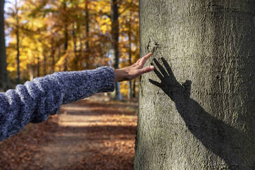 Frauenhand greift nach einem Baum im Wald von Cannock Chase - WPEF03688