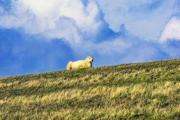 Schaf im Feld liegend - THAF02941