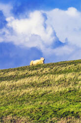 Schaf im Feld liegend - THAF02942