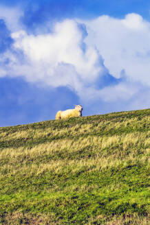 Schaf im Feld liegend - THAF02942