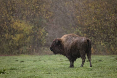 Europäischer Wisent (Bison bonasus) in freier Wildbahn - ZCF01019