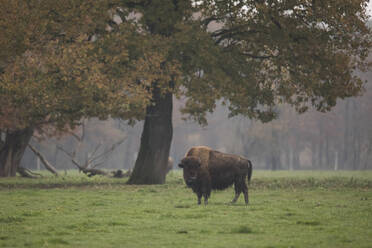 Europäischer Wisent (Bison bonasus) in freier Wildbahn - ZCF01020