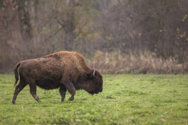 Europäischer Wisent (Bison bonasus) in freier Wildbahn - ZCF01022