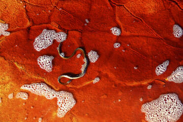 Schlange aus rotem, rissigem Flussbett - DSGF02327