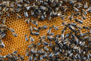 Bienen bei der Arbeit in einer Natur - CAVF90703