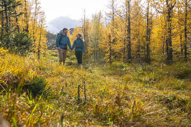 Couple Hiking Through Golden Larches at Paradise Valley - CAVF90704