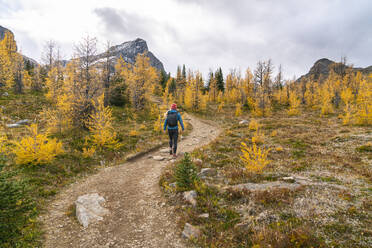 Female Hiker Walking Through Paradise Valley and Golden Larches - CAVF90706