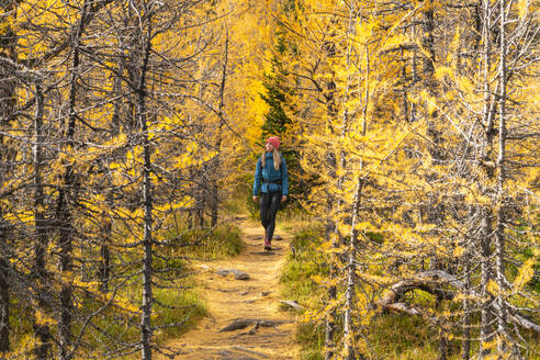 Wanderin beim Spaziergang durch die Herbstlärchen im Paradise Valley - CAVF90707