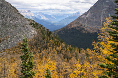 Das Bow Valley vom Paradise Valley in Lake Louise aus gesehen im Herbst - CAVF90709