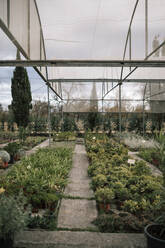 Green plants growing at greenhouse - GRCF00457