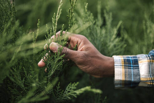 Young male worker touching Christmas tree needles at garden center - GRCF00463