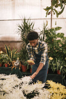 Junger männlicher Florist fotografiert weiße Blumen in einer Gärtnerei - GRCF00468