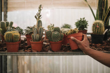Die Hand eines jungen Botanikers, der eine Kaktuspflanze in einem Gartencenter in die Hand nimmt - GRCF00471