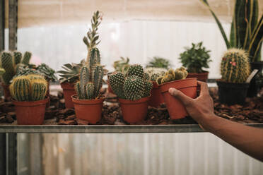 Hand of young botanist picking up potted cactus plant at garden center - GRCF00471