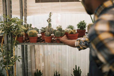 Young farmer picking up cactus plant from rack in nursery - GRCF00472