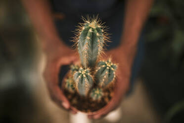 Hände eines männlichen Botanikers, der einen getöpferten Kaktus in einer Gärtnerei hält - GRCF00473