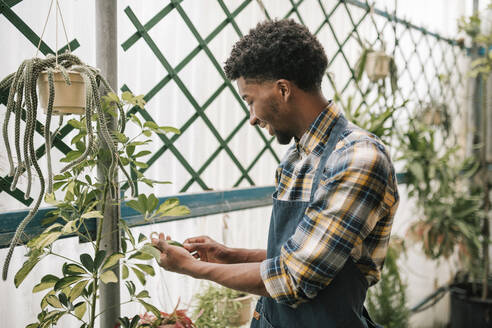 Lächelnder männlicher Landwirt, der in einem Gartencenter Pflanzenblätter untersucht - GRCF00476