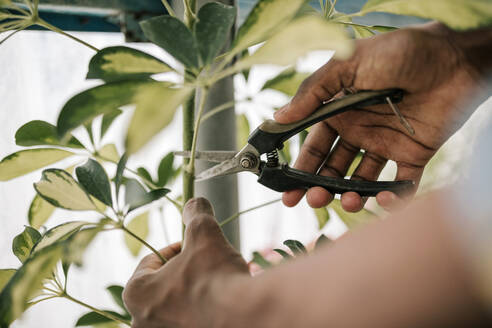 Hände eines jungen Landwirts beim Beschneiden von Pflanzen mit einer Schere im Gewächshaus - GRCF00482