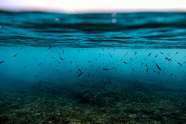 Unterwasseransicht von schwimmenden Fischen im Arabischen Meer - KNTF05934